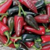 Black Hungarian Pepper