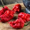 Carolina Reaper Chilli