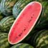 Congo Watermelon