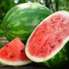 Crimson Sweet Watermelon
