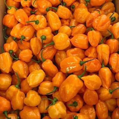 Orange Habanero Chilli Pepper