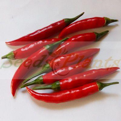 Uyababa Chilli Pepper