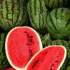 All sweet watermelon