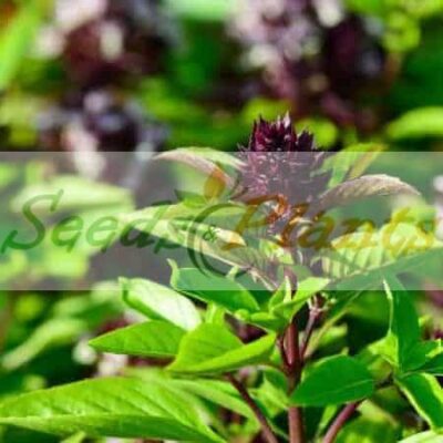 Thai Siam Queen Basil