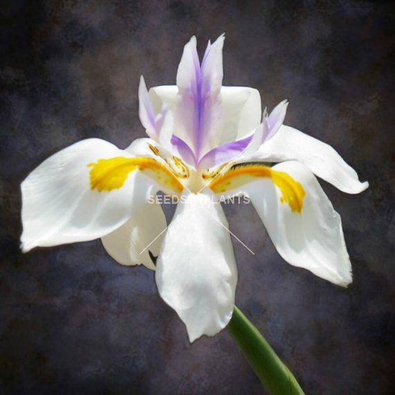 Flower Seeds for Sale Flower Seed Store South Africa