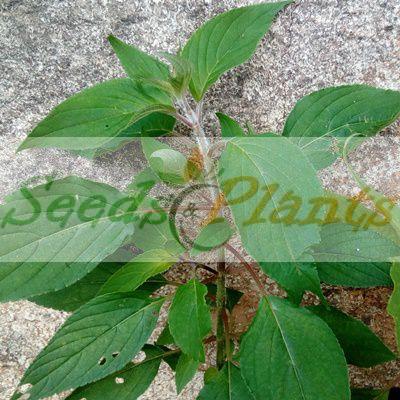 Pineapple Sage Plant