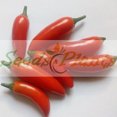 Serrano Chilli Pepper