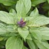 Thai Siam Queen Basil