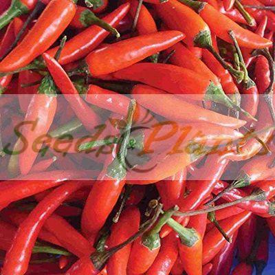 Tabasco chilli pepper