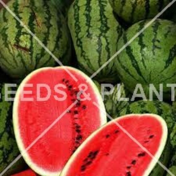Fruit Seeds for Sale Online Fruit Seed Store South Africa