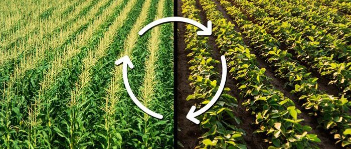 Crop Rotation
