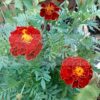 French Marigold