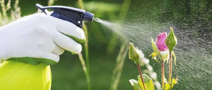 D.I.Y Organic Pesticides