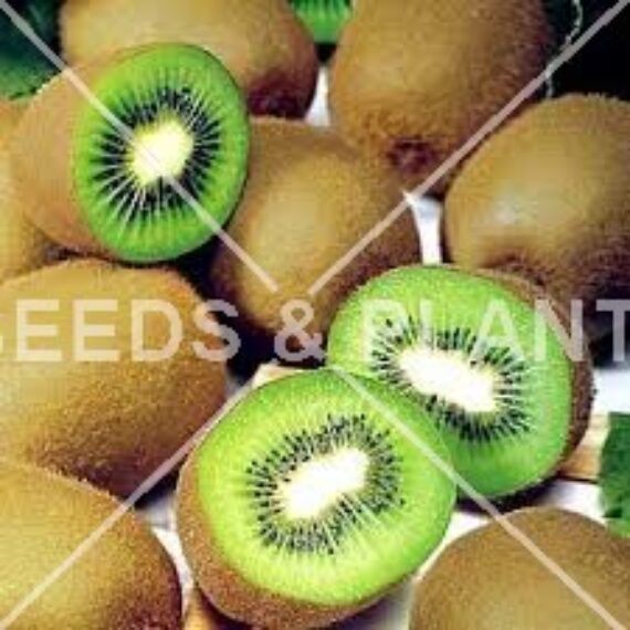 Fruit Seeds for Sale Online Fruit Seed Store South Africa