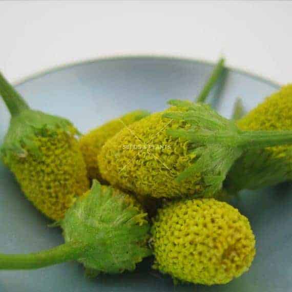 Flower Seeds for Sale Flower Seed Store South Africa