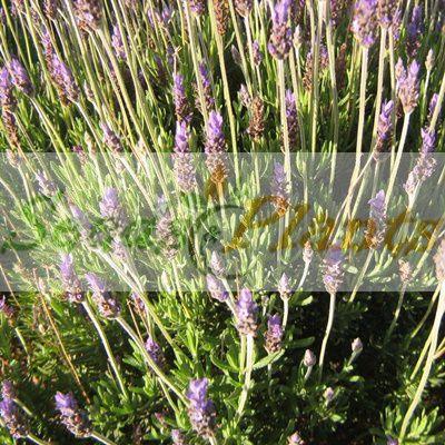 Lavender French Royal Crown Seeds