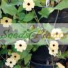 Black-Eyed Susan Vine seed