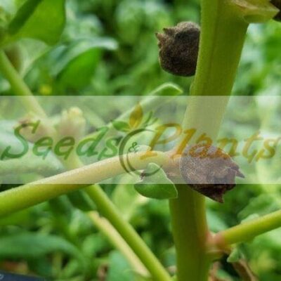 warrigal greens seeds