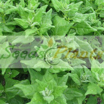 New Zealand Spinach seeds