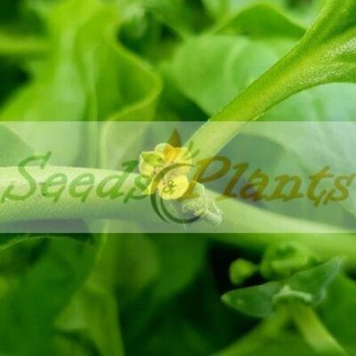 warrigal greens seeds