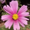 Cosmos Pink Seeds