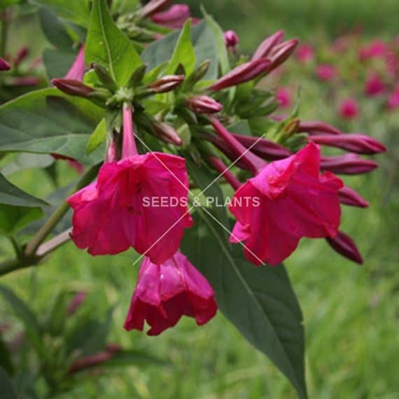 Flower Seeds for Sale Flower Seed Store South Africa