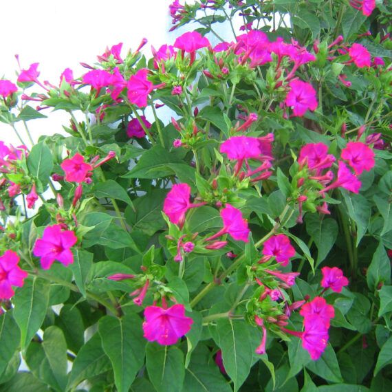 Flower Seeds for Sale Flower Seed Store South Africa