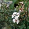 African Wild Rosemary