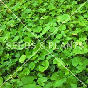 Gotu Kola - Plant | Seeds and Plants