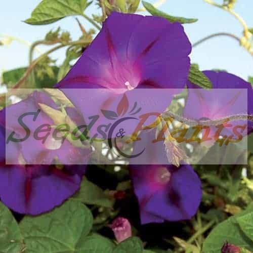 Morning Glory Purple seeds