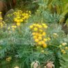 Tansy