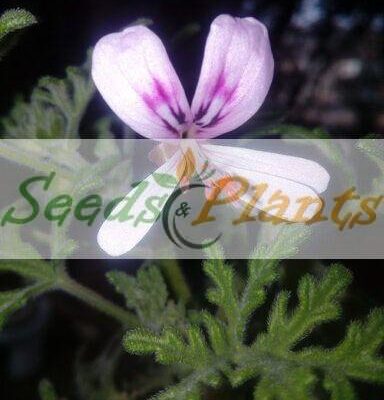 Pelargonium Radens Seeds