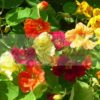 Nasturtium Jewel Choice seeds