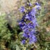 Hyssop Officinalis