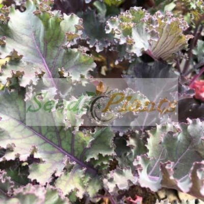 Scarlet Kale Seeds