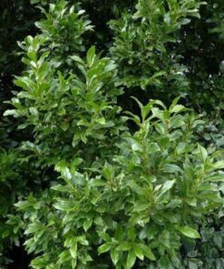 Laurus nobilis bay leaf tree