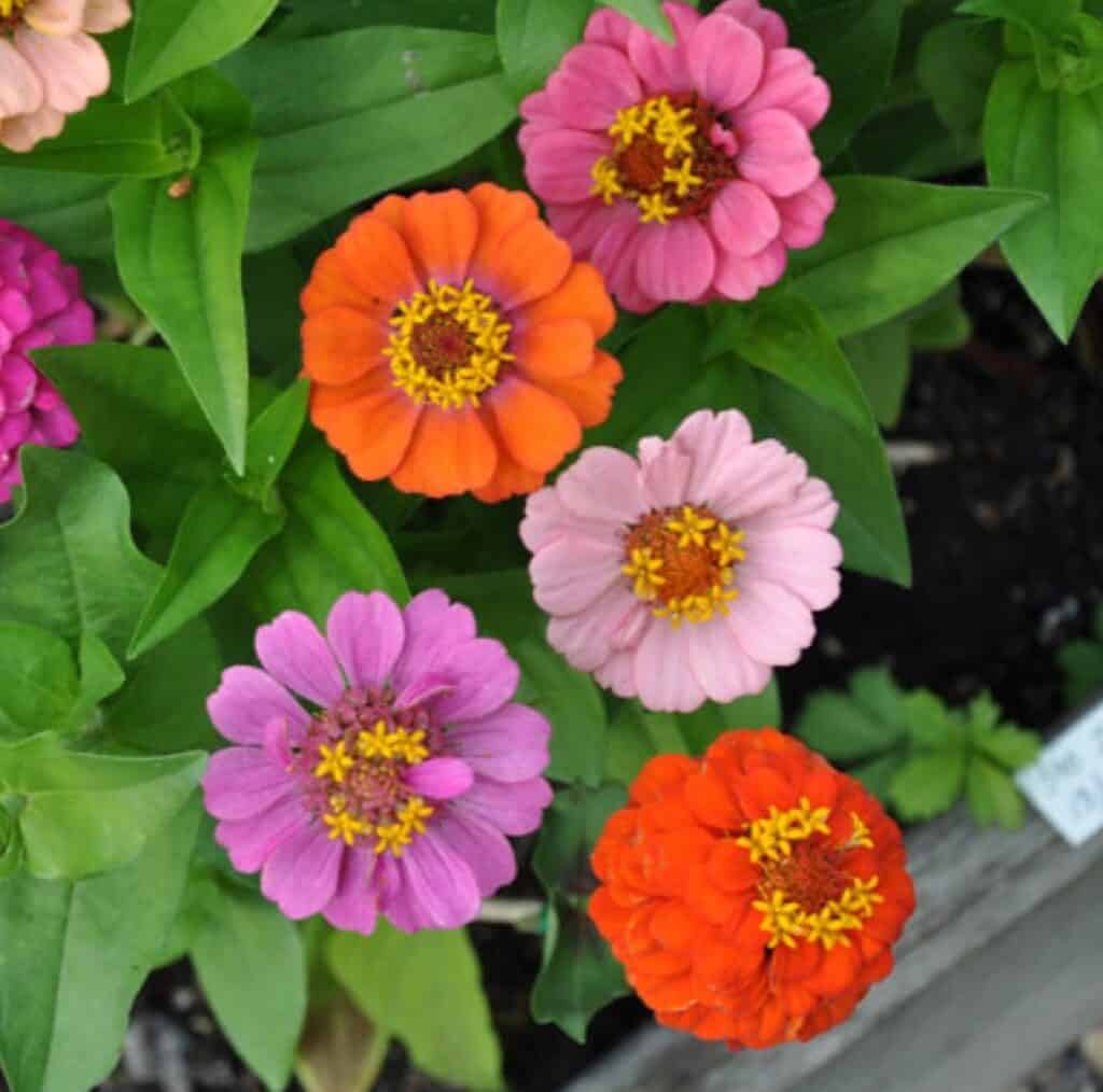 Zinnia Thumbelina Dwarf Seeds Seeds and Plants