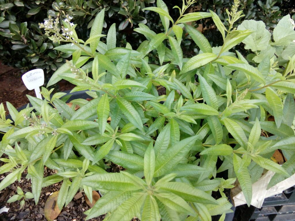 Lemon Verbena (Aloysia citrodora) Seeds Seeds and Plants