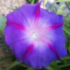 Morning Glory Purple