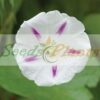 morning glory milkyway seeds