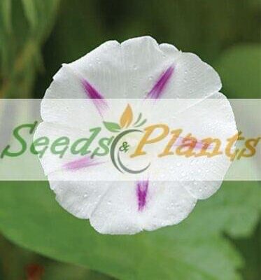 morning glory milkyway seeds