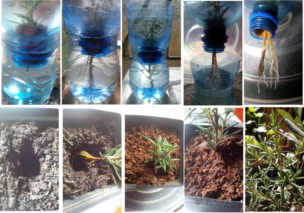Rosemary propagation from cuttings