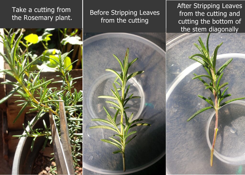 Growing Rosemary from a cutting. Seeds and Plants