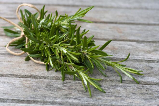 Growing Rosemary from a cutting