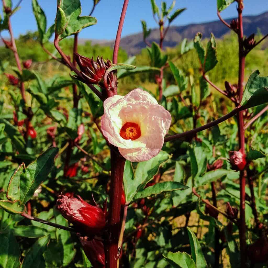 Roselle (Hibiscus Sabdariffa) - Seeds | Seeds And Plants