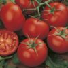 Money Maker Tomato