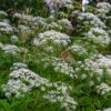 Anise