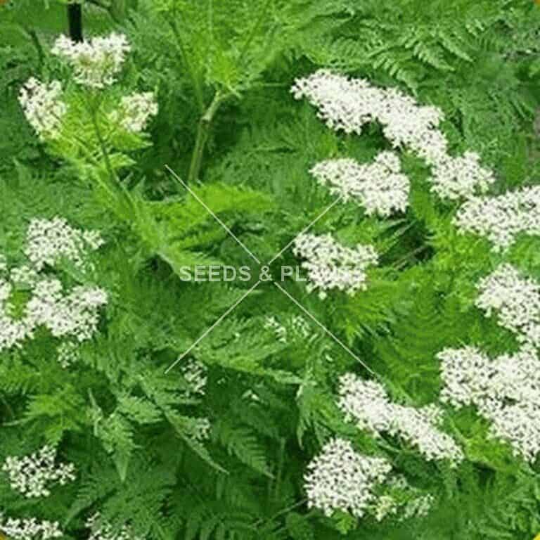 Anise (Pimpinella anisum) - Seeds | Seeds and Plants