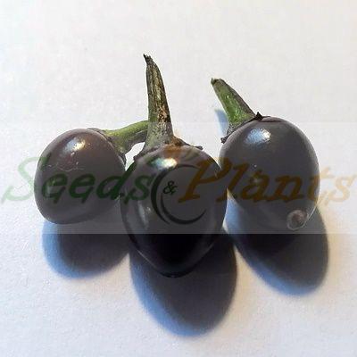 Black Pearl Chilli Pepper
