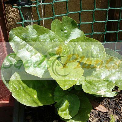 Green Malabar Spinach